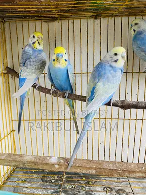 রেইনবো ব্রিজ পেয়ার ৩৫০০