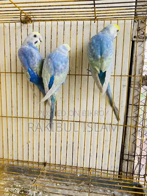 রেইনবো ব্রিজ পেয়ার ৩৫০০