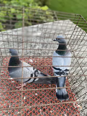 কবুতর রেসার ।রচার কবুতর