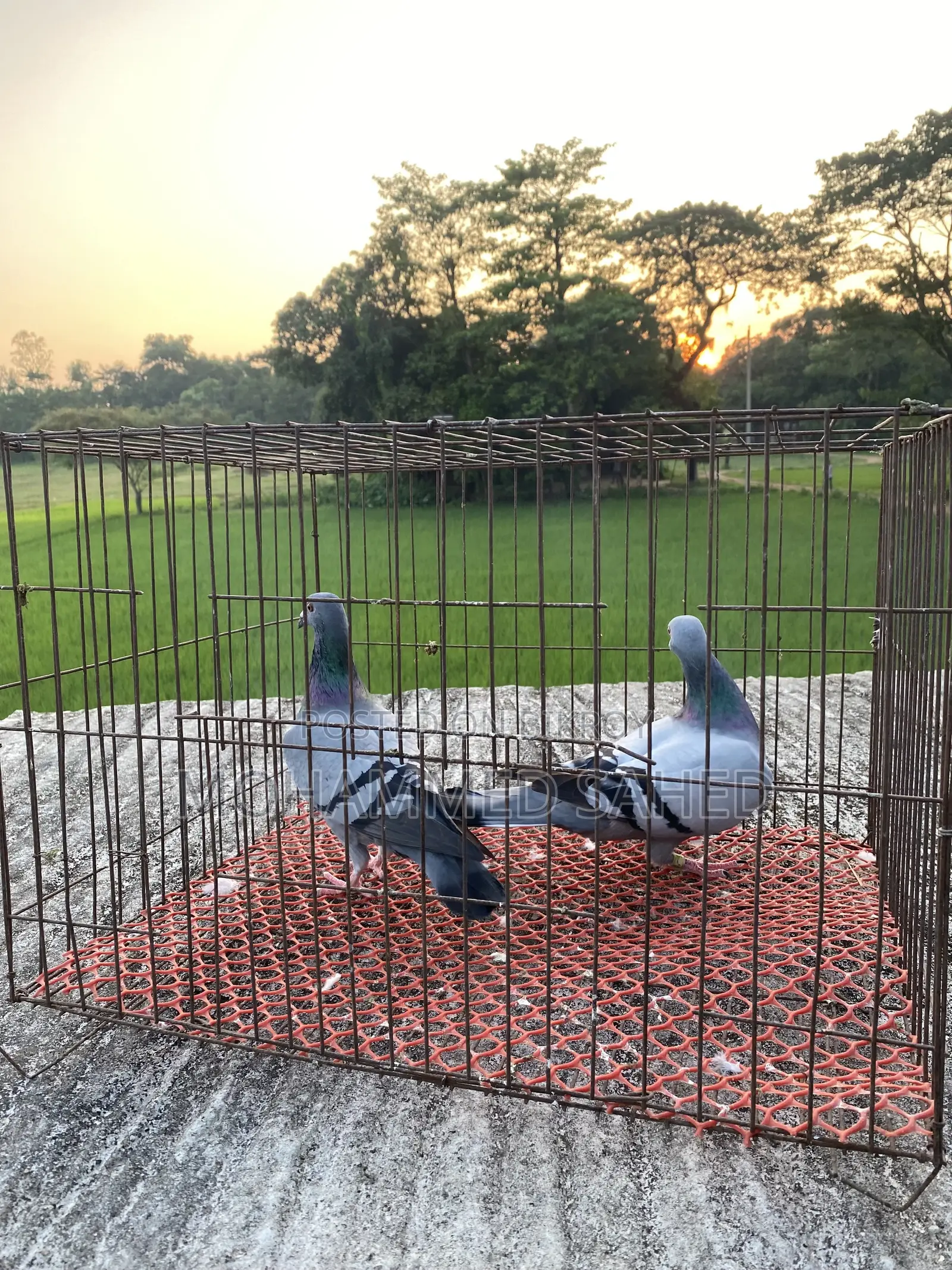 কবুতর রেসার ।রচার কবুতর