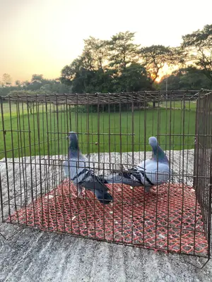কবুতর রেসার ।রচার কবুতর
