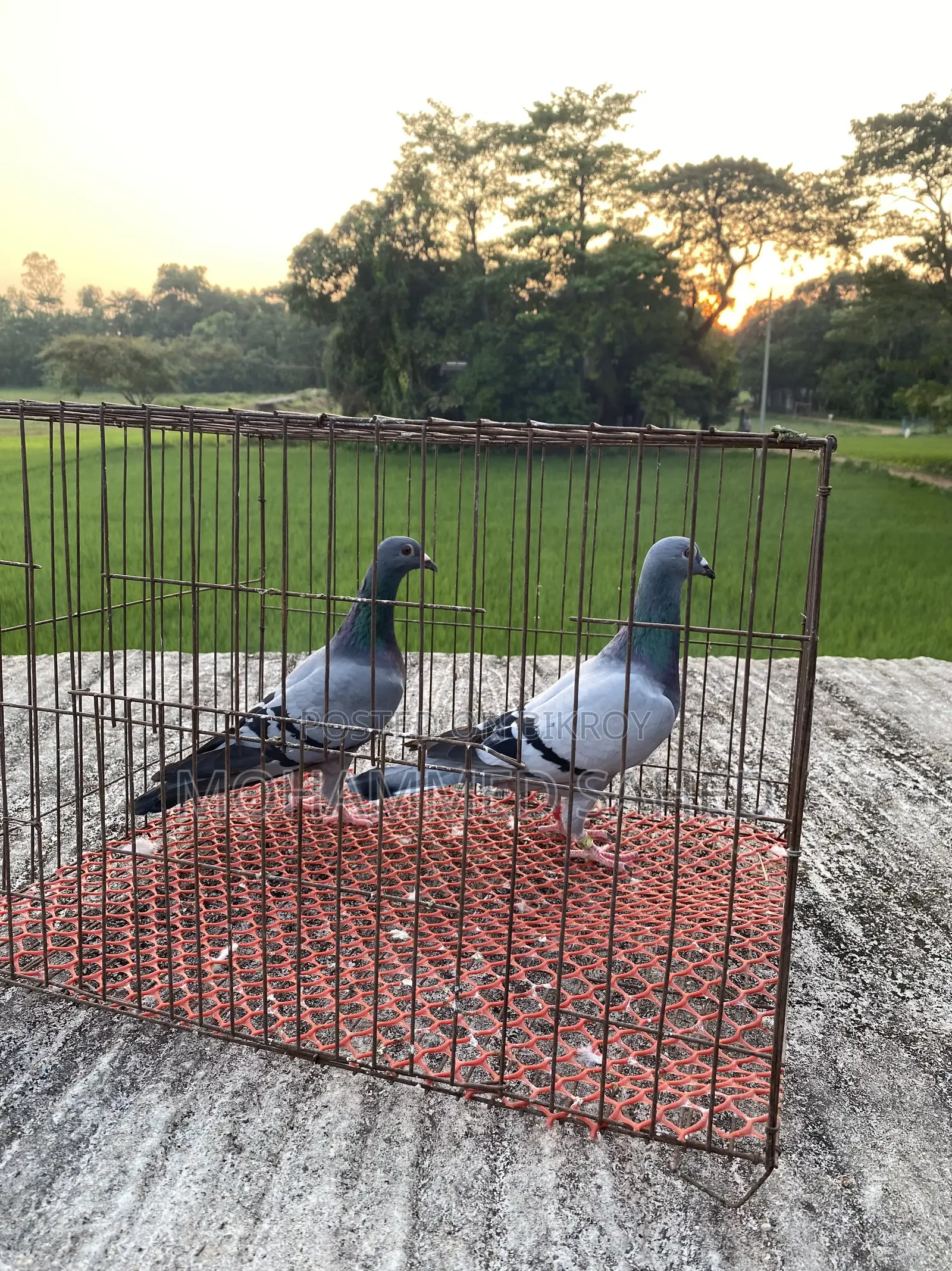 কবুতর রেসার ।রচার কবুতর