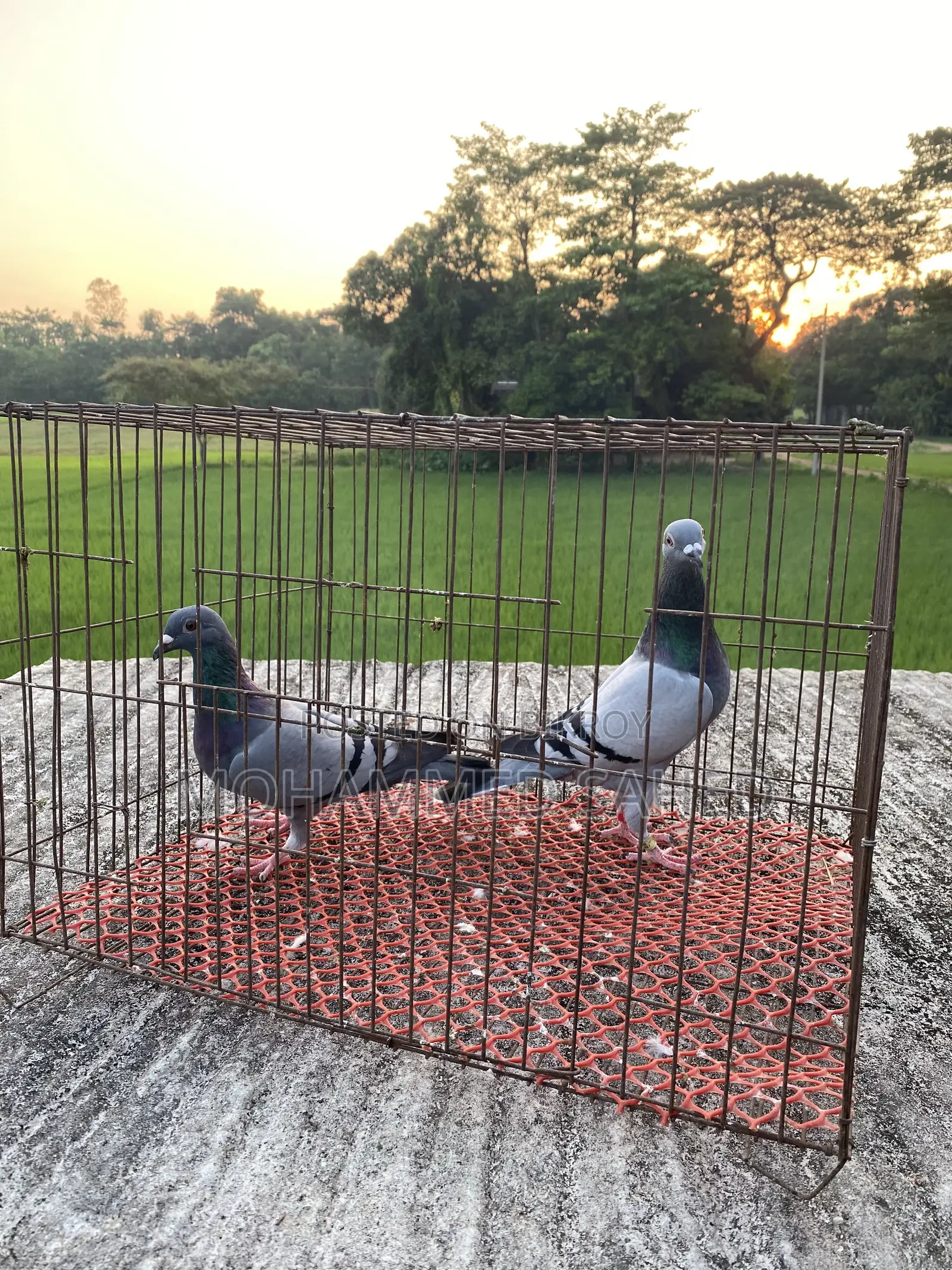 কবুতর রেসার ।রচার কবুতর