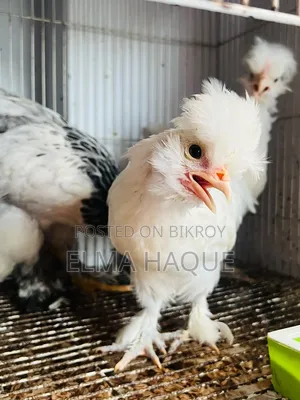৫ পিস শৌখিন মুরগি