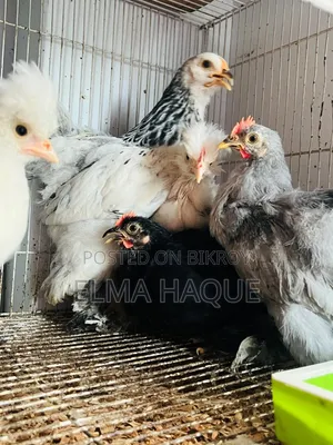 ৫ পিস শৌখিন মুরগি