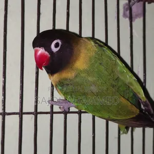 Ten months old lovebird DNA not done