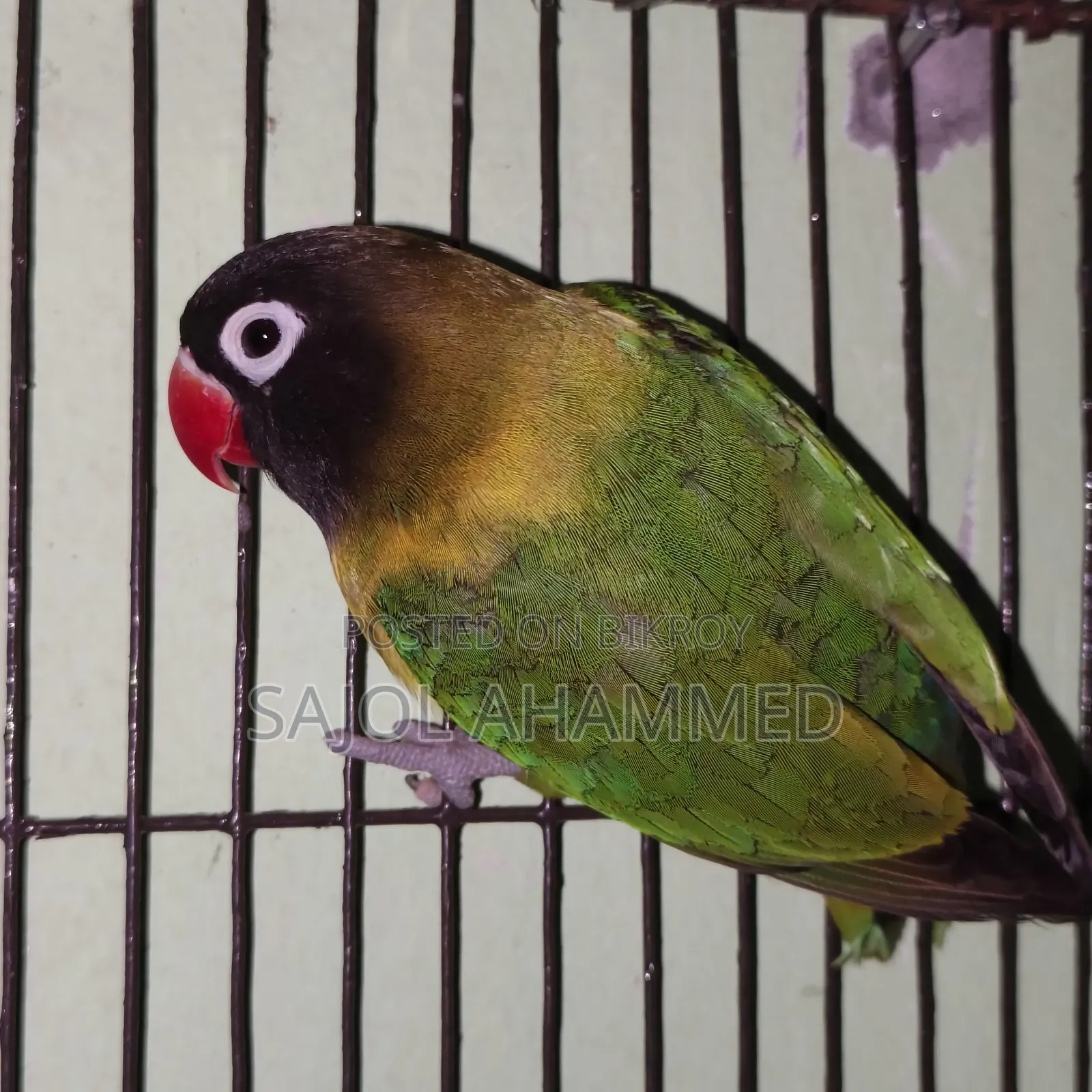 Ten months old lovebird DNA not done