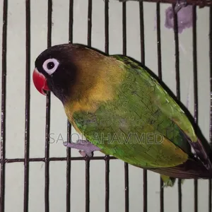 Ten months old lovebird DNA not done