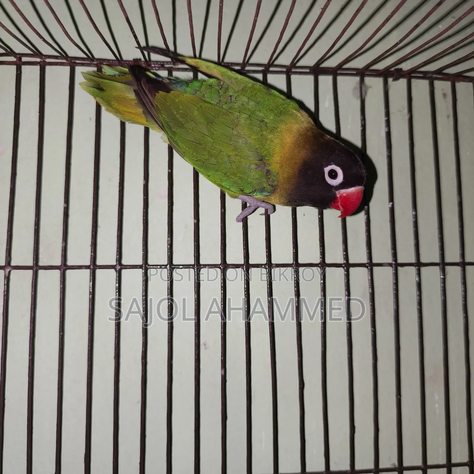 Ten months old lovebird DNA not done