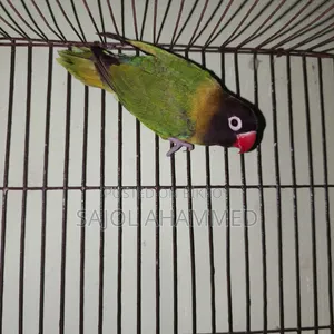 Ten months old lovebird DNA not done