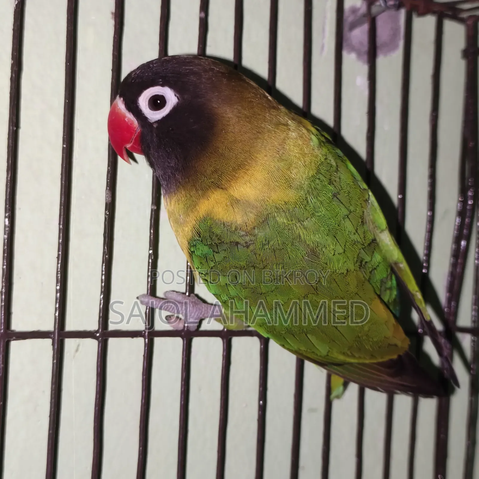 Ten months old lovebird DNA not done