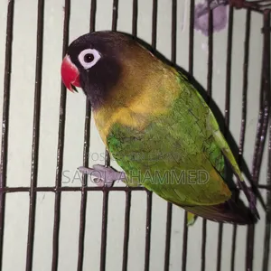 Ten months old lovebird DNA not done