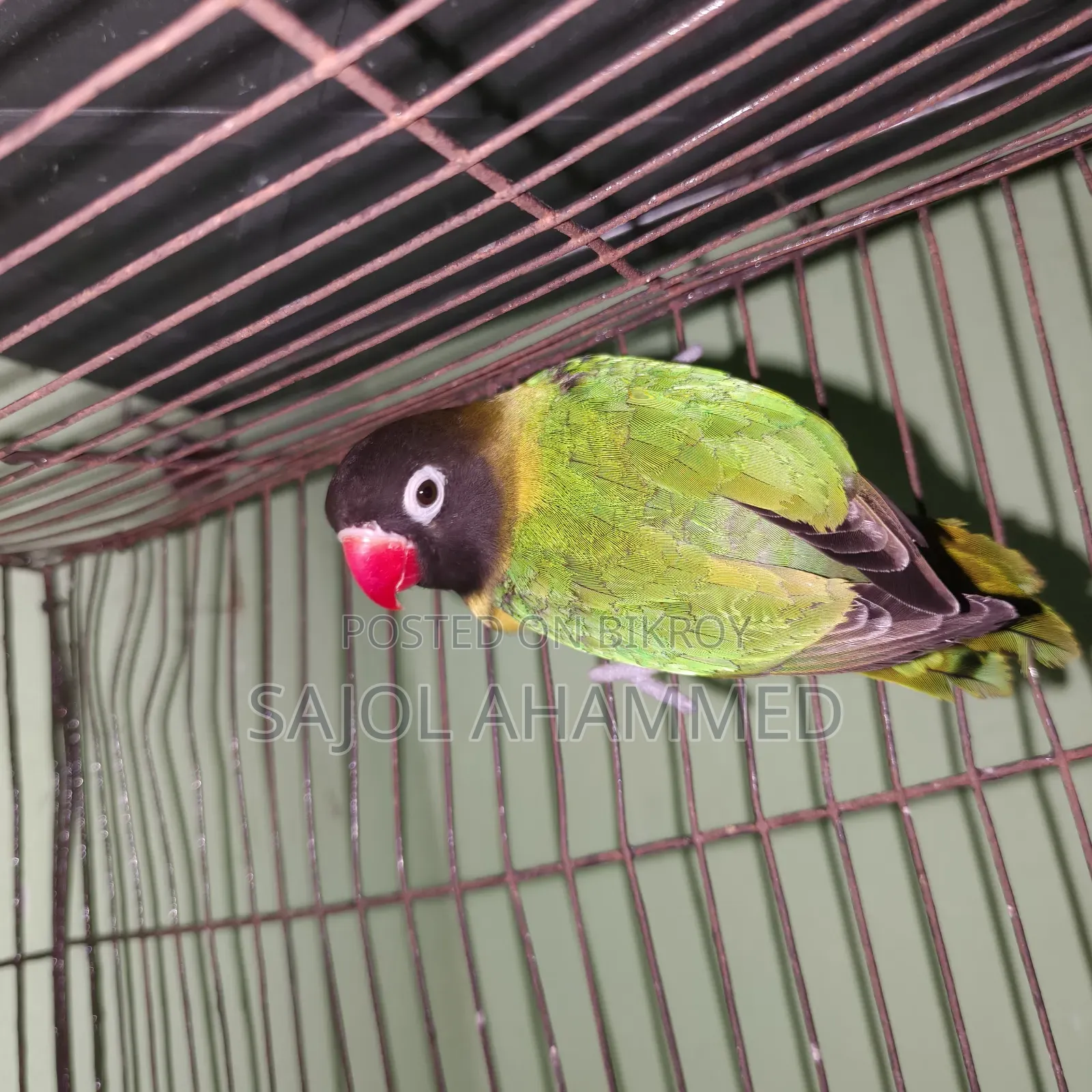 Ten months old lovebird DNA not done