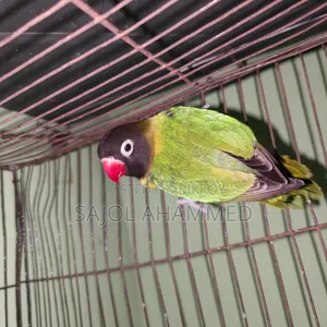 Ten months old lovebird DNA not done