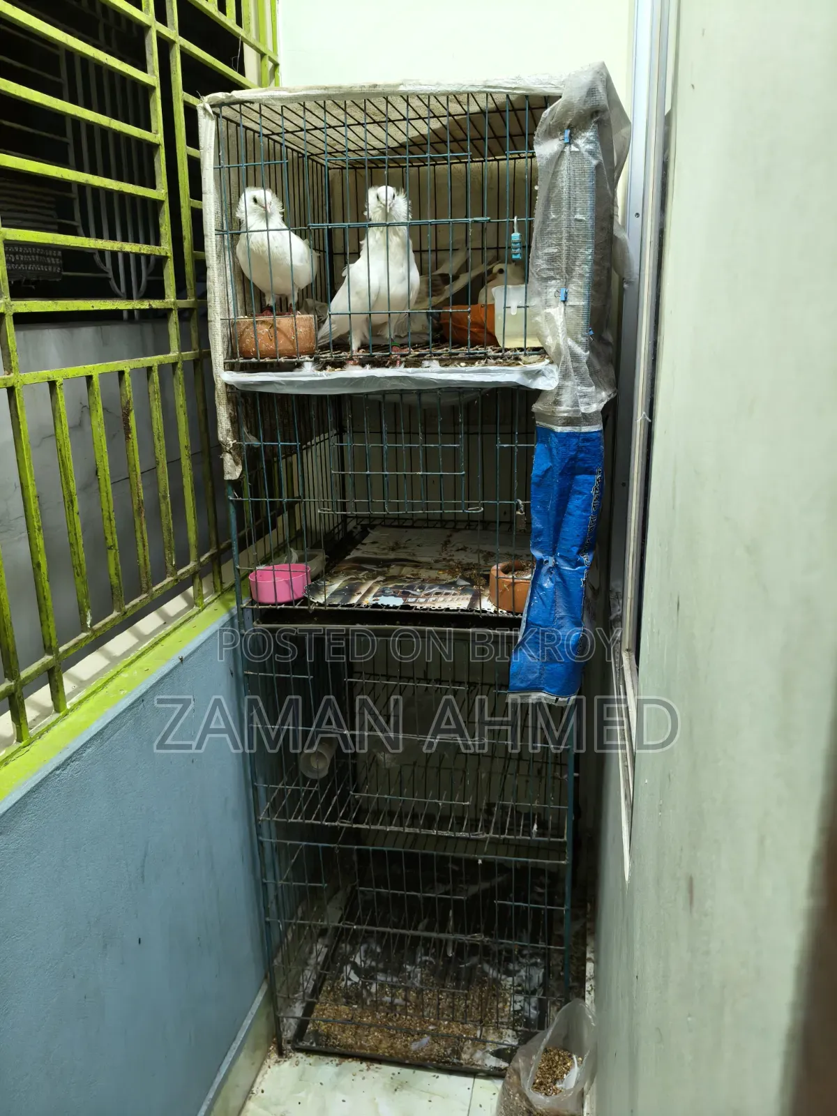 Giribaz Local Cross Pigeons with Squabs and Cage Total 4 Pigeons