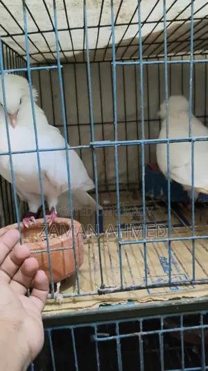 Giribaz Local Cross Pigeons with Squabs and Cage Total 4 Pigeons