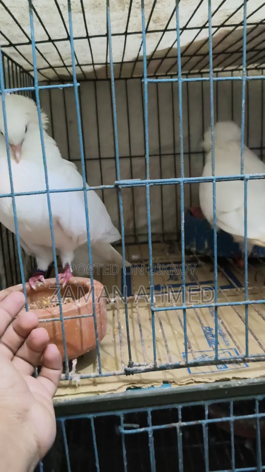 Giribaz Local Cross Pigeons with Squabs and Cage Total 4 Pigeons