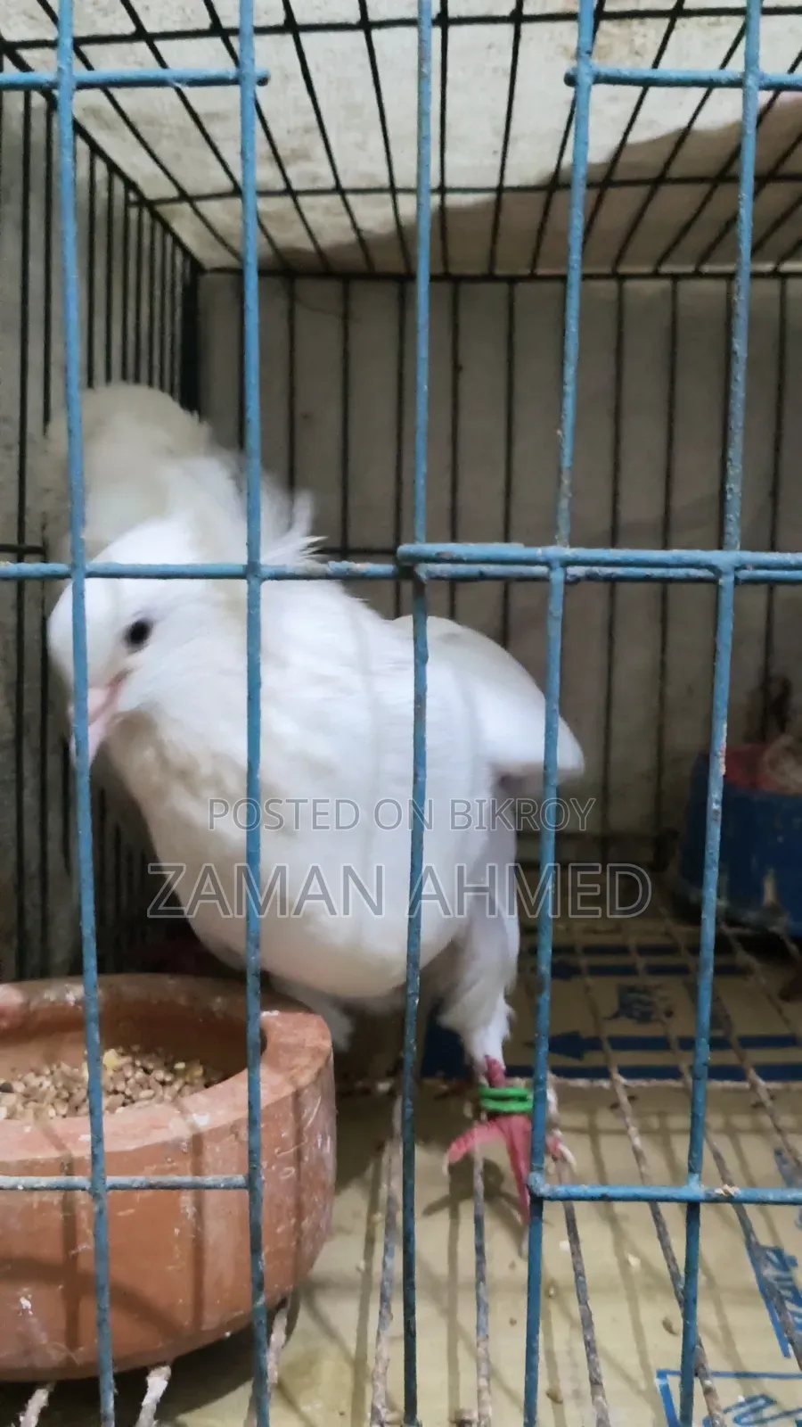 Giribaz Local Cross Pigeons with Squabs and Cage Total 4 Pigeons