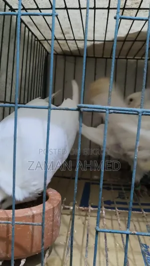 Giribaz Local Cross Pigeons with Squabs and Cage Total 4 Pigeons
