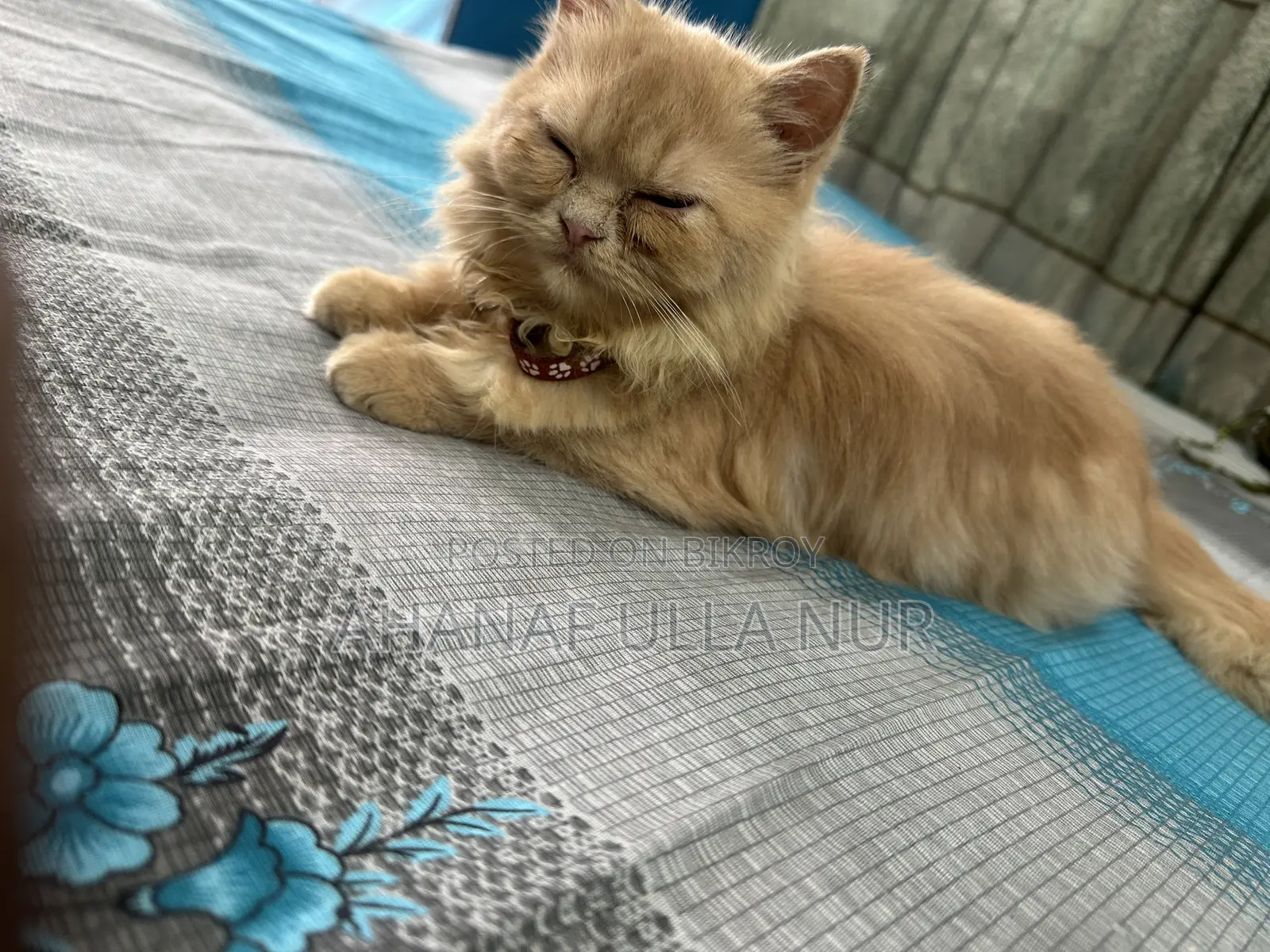 ৩-৬ মাসের ফিমেল পিওরব্রেড পার্সিয়ান
