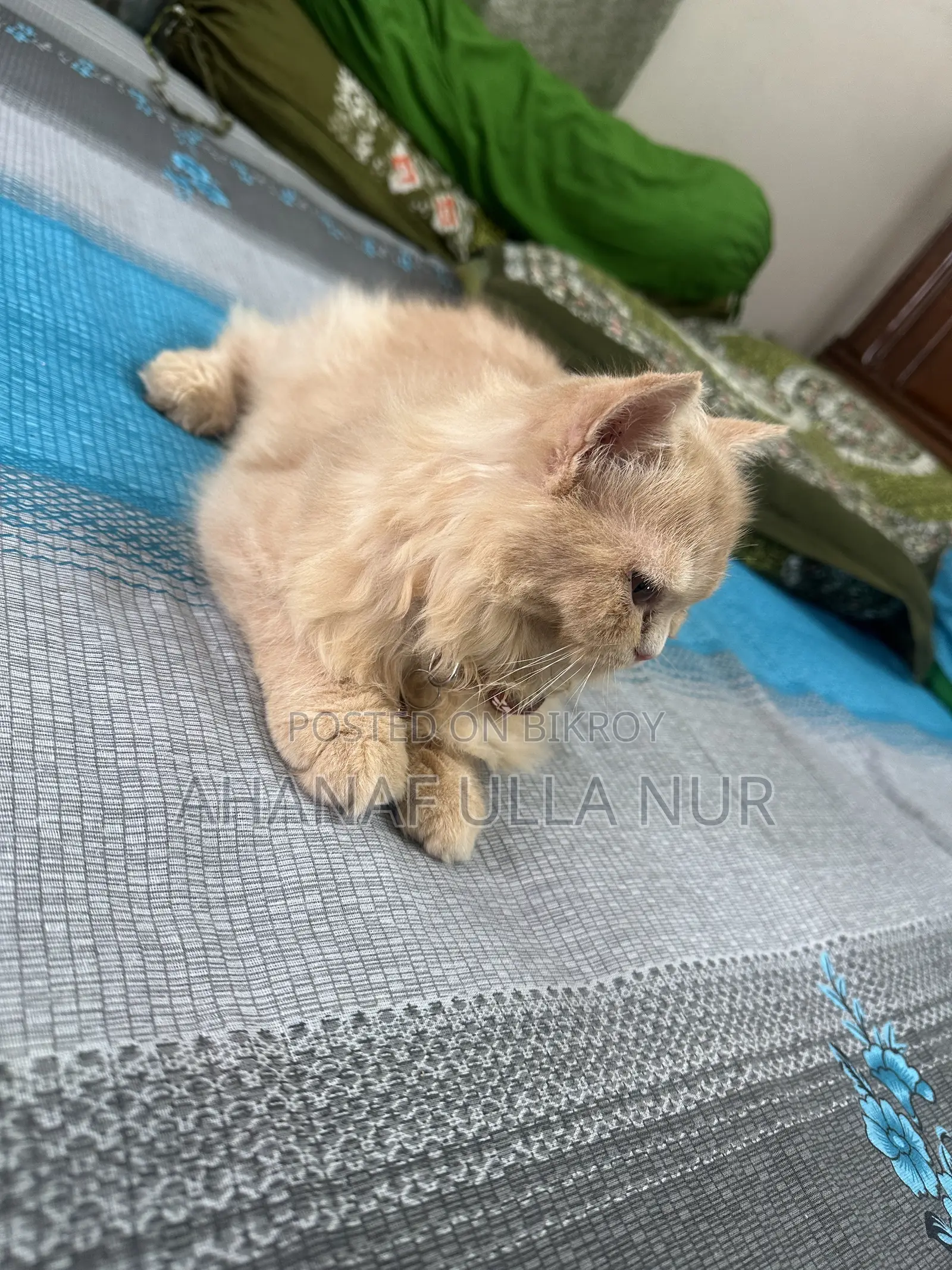 ৩-৬ মাসের ফিমেল পিওরব্রেড পার্সিয়ান