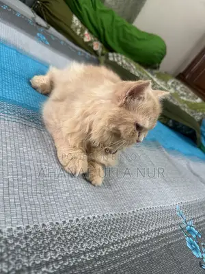 ৩-৬ মাসের ফিমেল পিওরব্রেড পার্সিয়ান