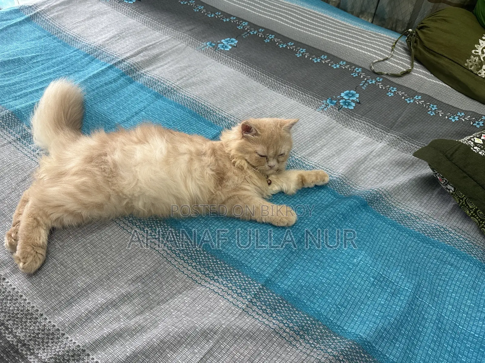 ৩-৬ মাসের ফিমেল পিওরব্রেড পার্সিয়ান