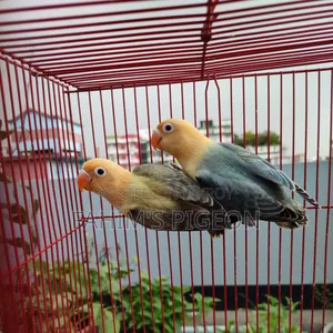 Violet Parblue Opaline