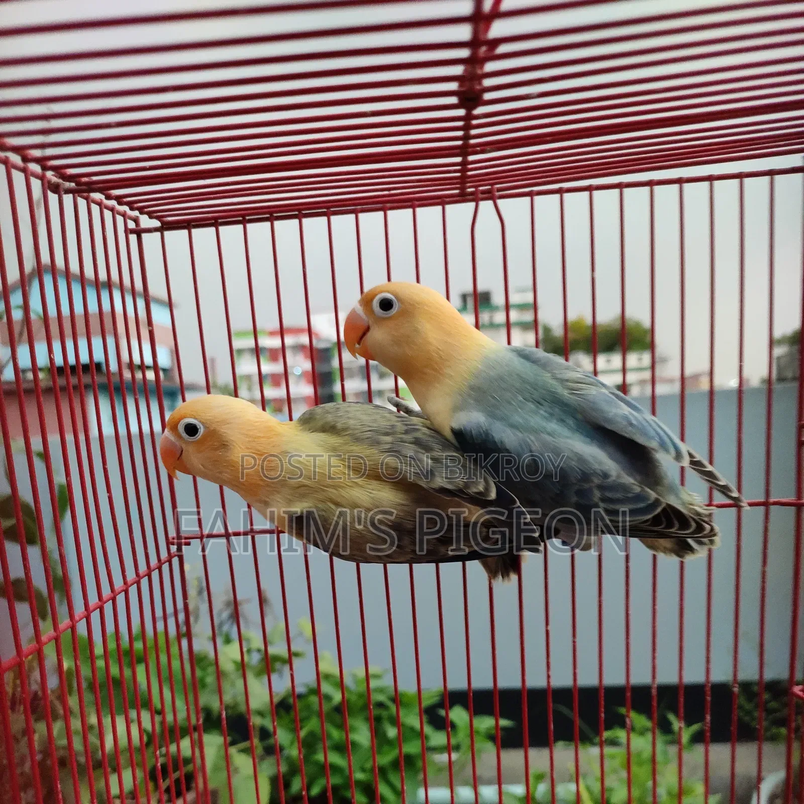 Violet Parblue Opaline