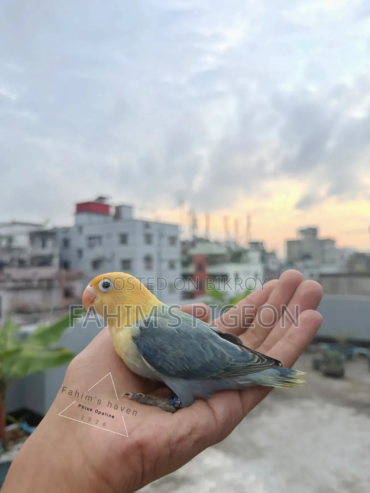 Violet Parblue Opaline