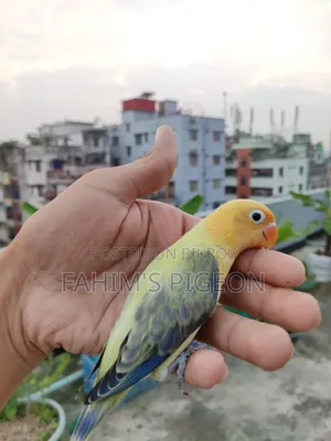 Violet Parblue Opaline