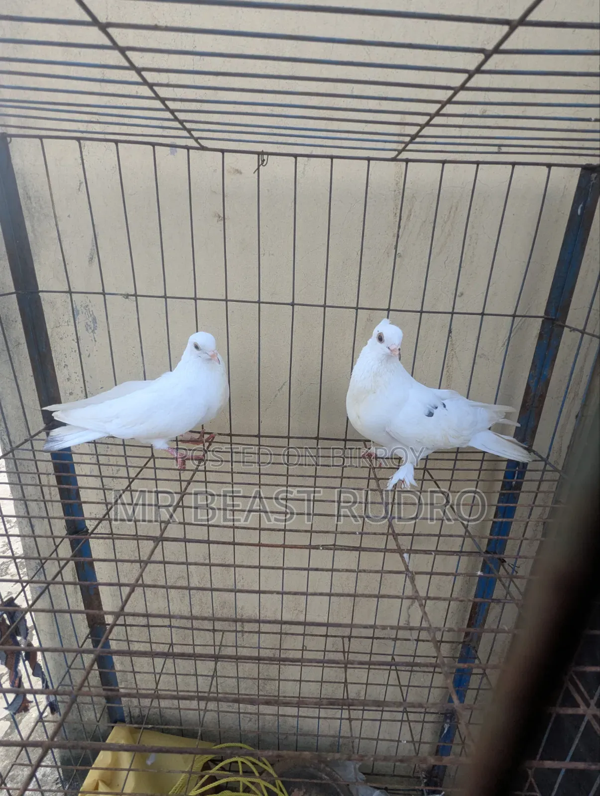 কবুতর বিক্রয় করা হবে