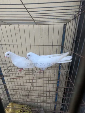 কবুতর বিক্রয় করা হবে
