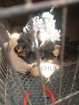 Pure Desi Hen