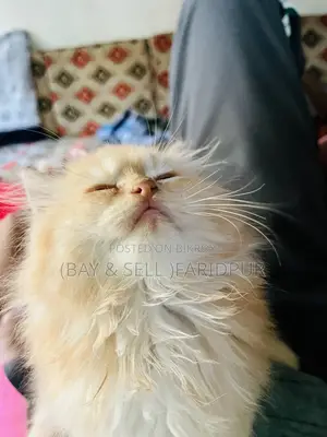3-6 months Male Purebred Persian