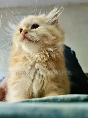 3-6 months Male Purebred Persian