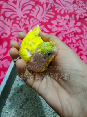 বাজরিগার টেম সাইজ বেবি