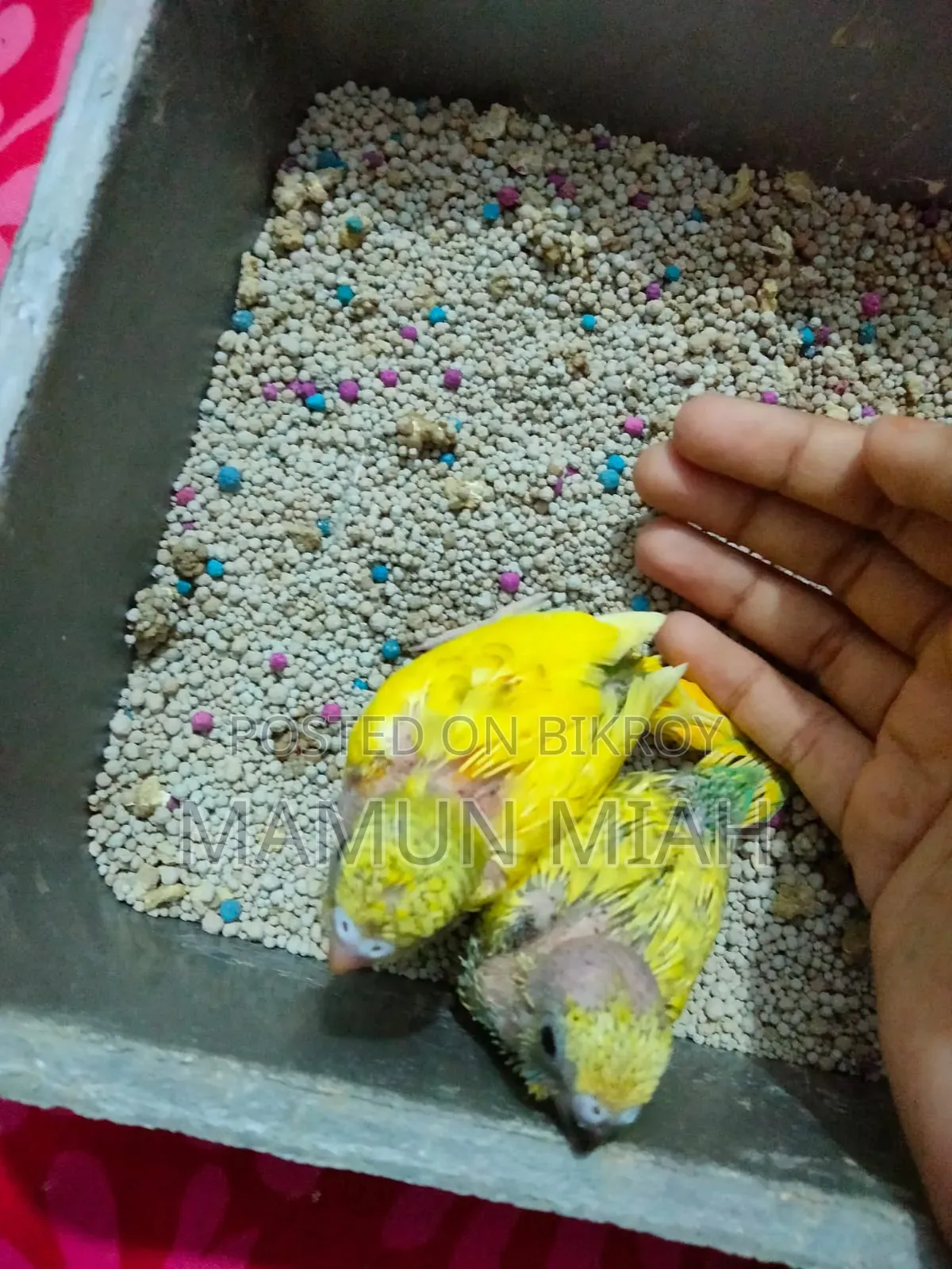 বাজরিগার টেম সাইজ বেবি