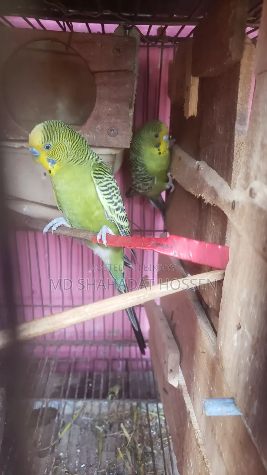 বারজিগার পাখি বিক্রি করব রানিং