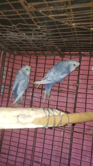 বারজিগার পাখি বিক্রি করব রানিং