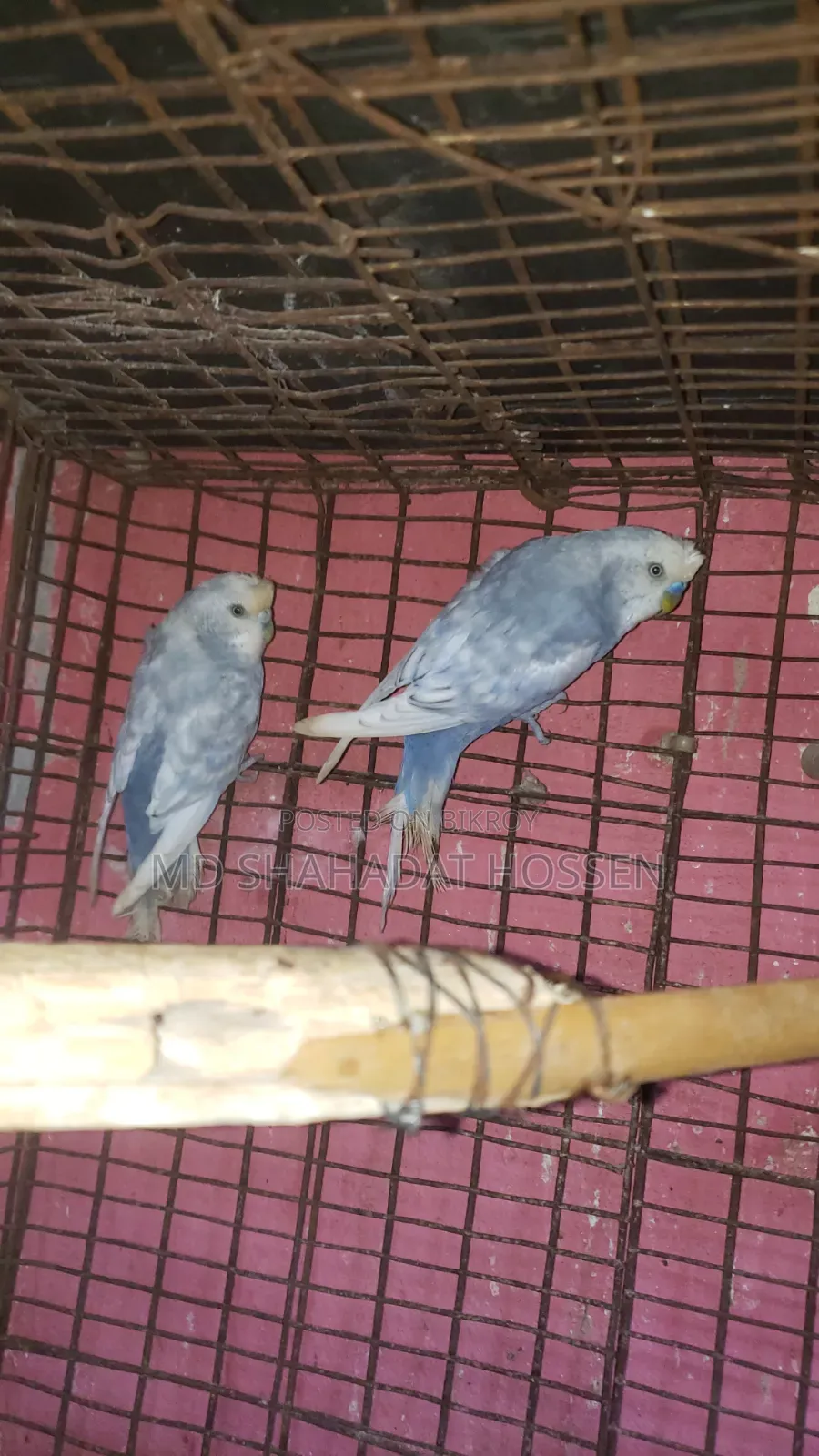 বারজিগার পাখি বিক্রি করব রানিং