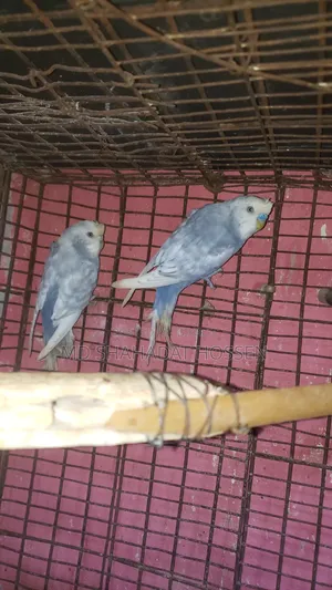 বারজিগার পাখি বিক্রি করব রানিং