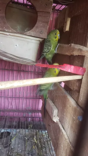 বারজিগার পাখি বিক্রি করব রানিং