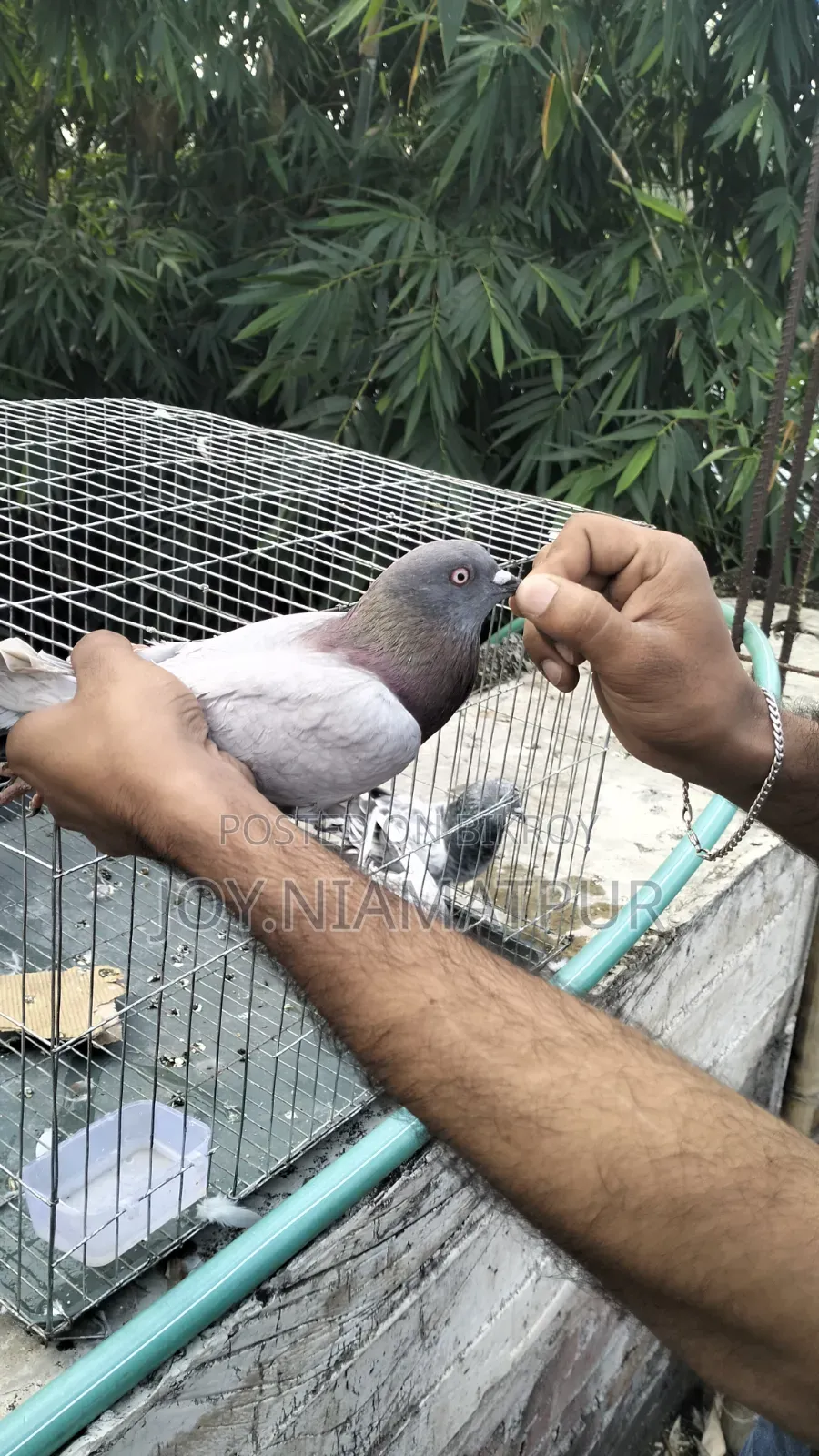 Good for flying native male pigeon
