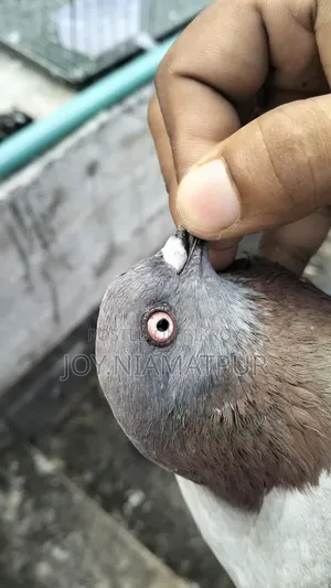Good for flying native male pigeon