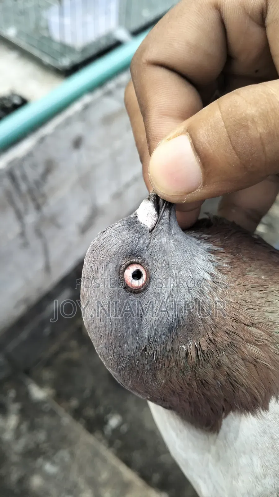 Good for flying native male pigeon