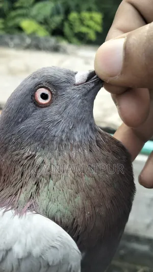 Good for flying native male pigeon