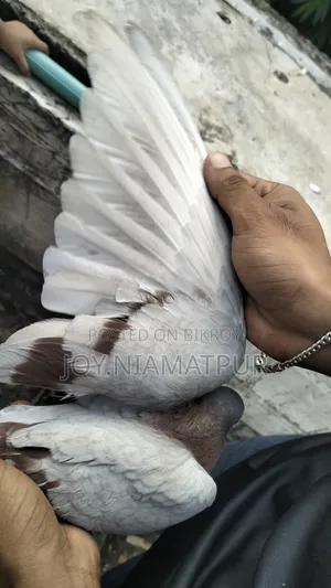 Good for flying native male pigeon