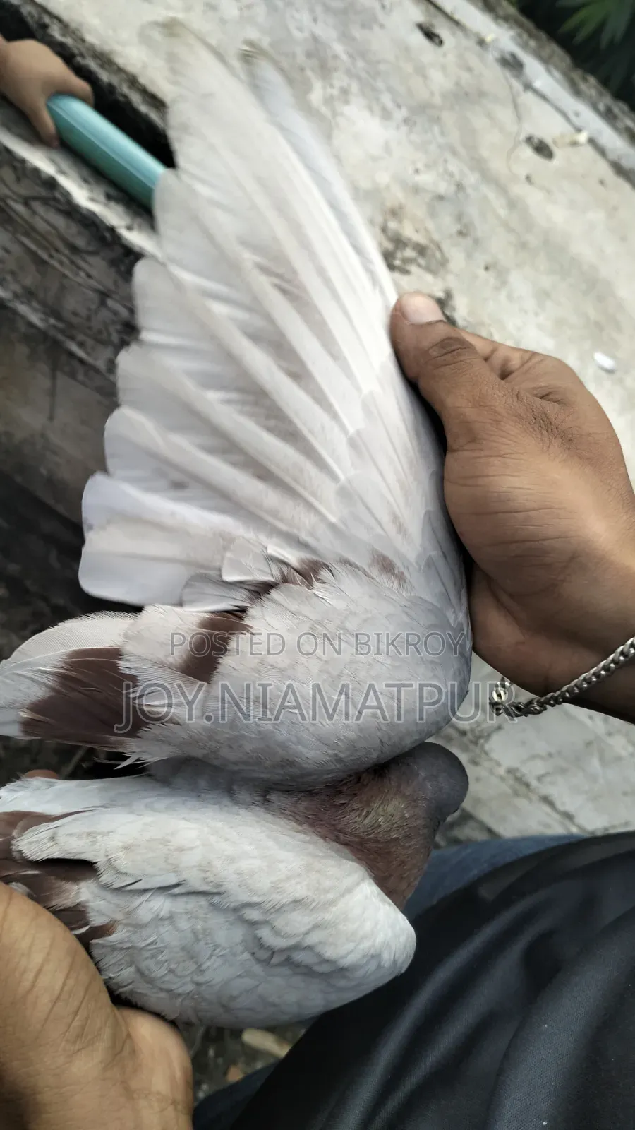 Good for flying native male pigeon
