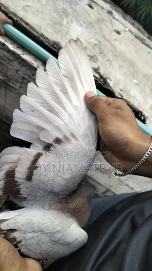 Good for flying native male pigeon